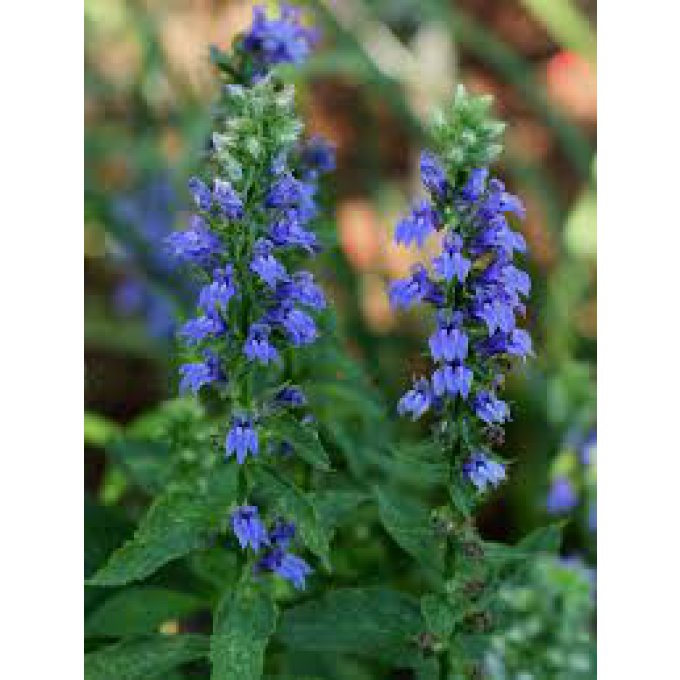 Lobelia siphilitica bleu