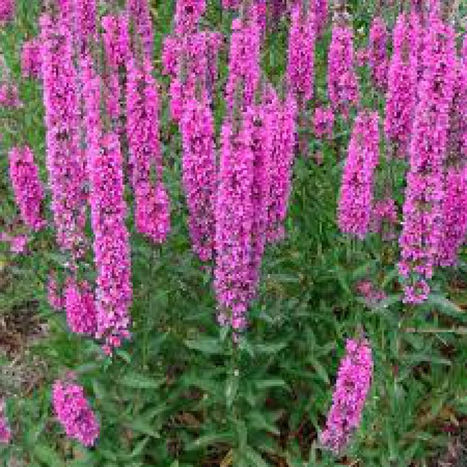 Lythrum salicaria rose carmin