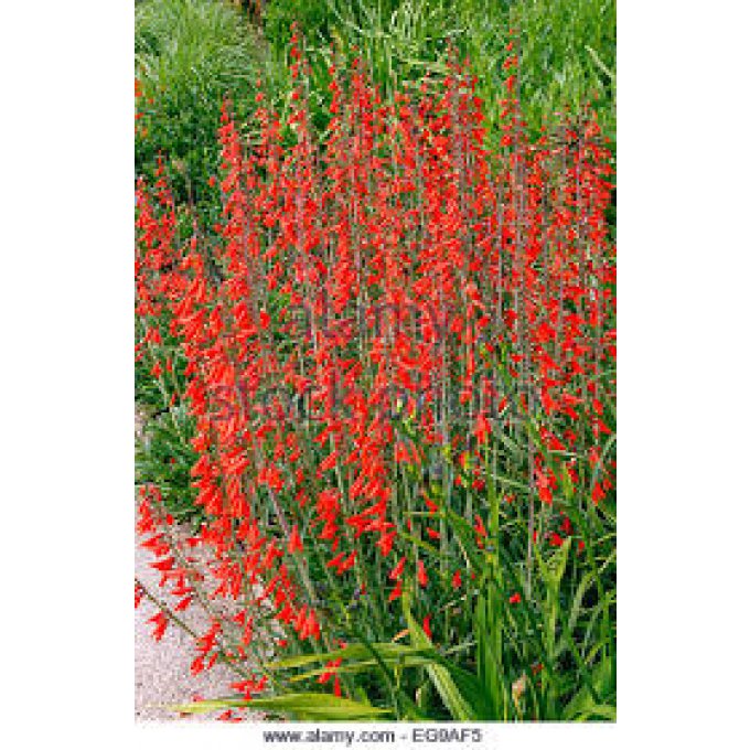 Penstemon barbatus